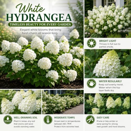 White Hydrangea Plant Live, Garden Shrub, 7-12" Tall, in Pot - Image 4