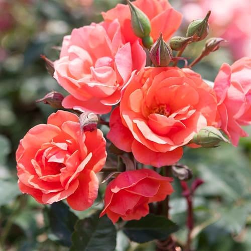 Perfect Plants Coral Knock Out Rose Bush, 1 Gallon, Live Plant - Image 4
