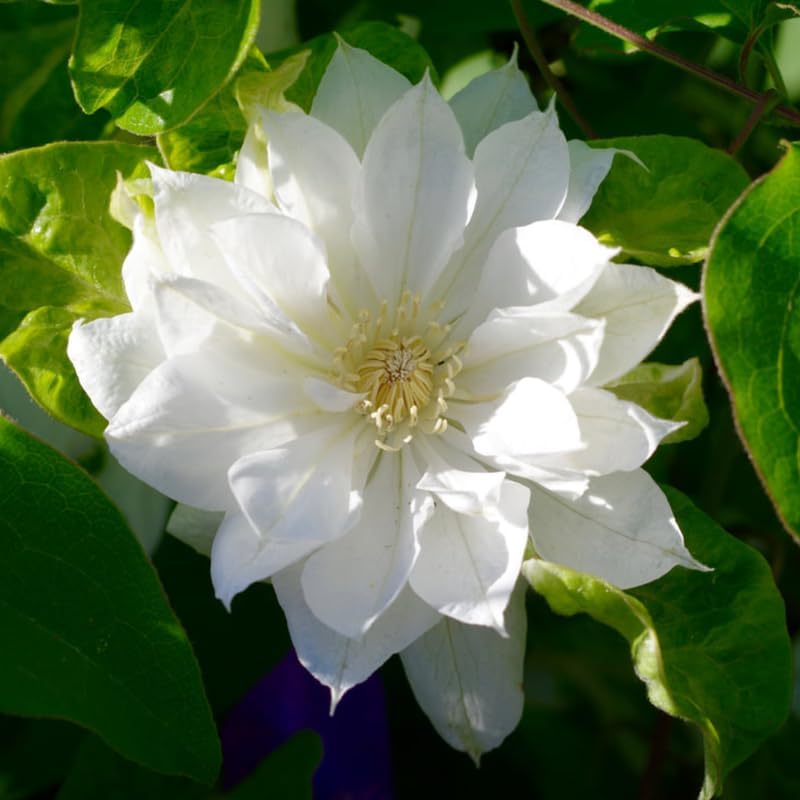 White Clematis Live Plant, 2.5" Pot, Fragrant Flowering Vine - Image 6