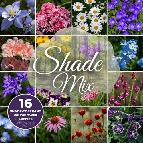 Shade Wildflower Seed Mix – 16 Annual & Perennial Species, Wildflowers for Shade, Pollinator-Friendly, Non-GMO Seeds, 1/lb Covers Up to 3,200 Sq Ft by PaperStreetPerennials