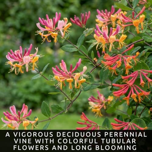 Goldflame Honeysuckle Live Bare Root Plants | Fast Growing Fragrant Flowering Vine Saplings | Pollinator-Friendly Climbing Plants | Dormant Nursery Stock | Ready to Plant (3 Plants) - Image 3