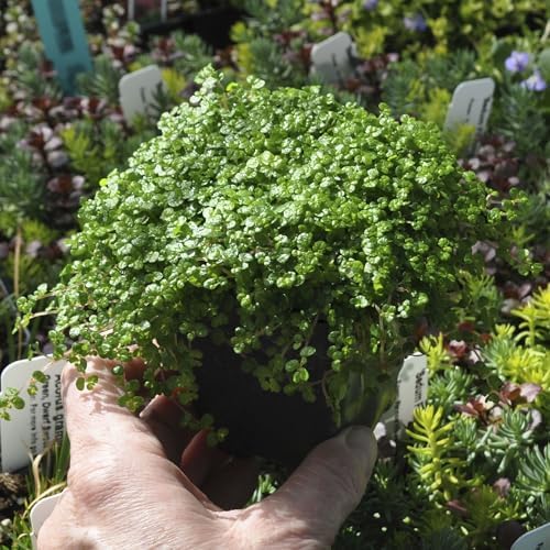 Soleirolia soleirolii, Baby Tears, Angel's Tears, Peace in the Home, Ground Cover, Cnt Sz: 3" - Image 2