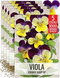 Seed Needs Johnny Jump Up Seeds for Planting Helen Mount Violas - Heirloom & Open Pollinated Flower Seed to Plant an Outdoor Flower Garden - Perfect for Borders, Pots & Containers by SeedNeeds