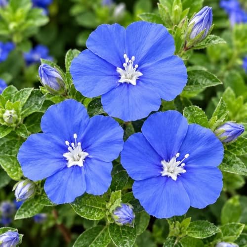 3 Blue Daze Evolvulus Plants Live, Blue Flowering Ground Cover, 4-6" Height - Image 6