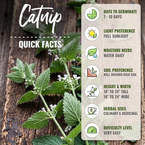 Seed Needs Catnip Seeds to Plant an Herb Garden - 5 Packs - Image 4