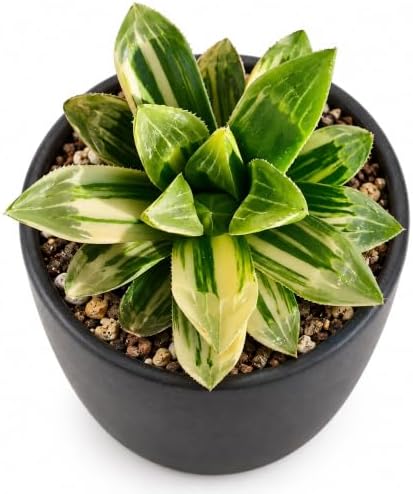 Haworthia heidelbergensis Bare Root Succulent Live Plant for Plant Lovers by THEONEBLOOM