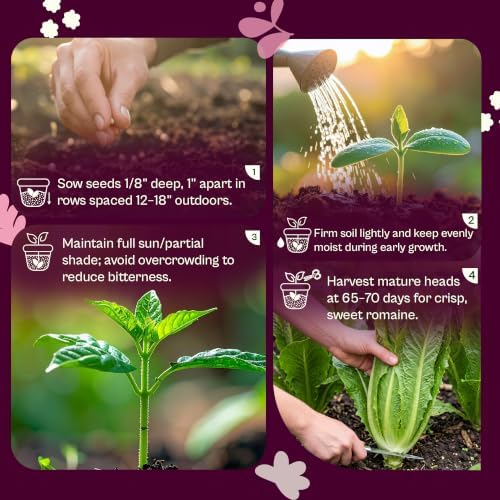 SVI 3750 Parris Island Cos Romaine Lettuce Seeds (Lactuca Sativa) – Green Leaf Lettuce Romaine Seed Packets – Disease Resistant, Heirloom Vegetable Seeds for Outdoor Vegetable Garden - Image 5