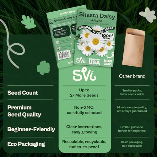 SVI 1000 Alaska Shasta Daisy Seeds (Leucanthemum) – White Daisy Flowers Seed Packets Bulk – Heirloom Wild Flowers, Perennial Flower Seeds for Indoor Garden & Outdoor Garden, Containers, Flower Beds - Image 6