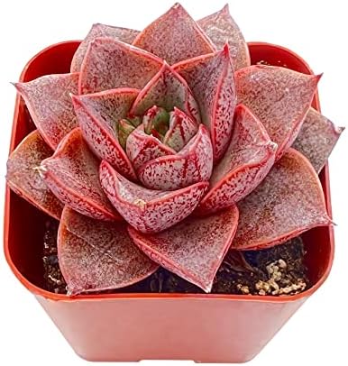 Sprout N Green Echeveria Purpusorum Live Succulent Plant - Image 2