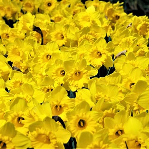 50 Yellow Daffodil Bulbs for Planting - Dutch Master Value Bag - Plant in Gardens, Borders & Flowerbeds - Bulb Size 10/12 cm - Easy to Grow Fall Flowers Bulbs by Willard & May - Image 5