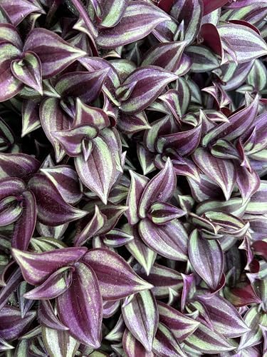 Tradescantia Zebrina Live Plants Pack of 10 Purple Wandering Jew by AUGUSTBREEZEFARM