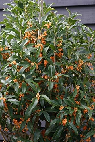 (1) - Apricot Echo Orange Tea Olive - Starter Plant (L4) (1 Plant) - Image 2