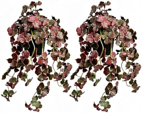 Dark Purple Artificial Shamrock Hanging Potted Plant, 2 Pack Fake Vine by QenyiHPD