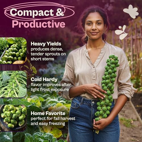 SVI 850 Long Island Brussels Sprouts Seeds (Brassica Oleracea) – Brussel Sprouts Seed Packets, Heirloom Brussel Sprout – Cold Hardy Vegetable Seeds Home Garden, Outdoor Beds, Containers - Image 3