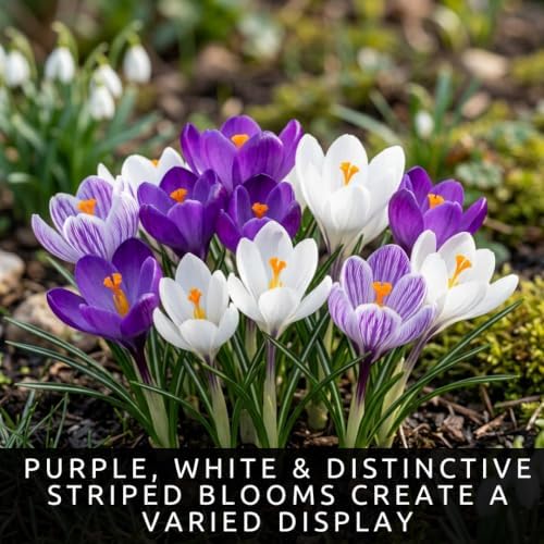 20 Blue Moon Crocus Bulbs | Purple and White Spring Flowers for Gardens - Image 2