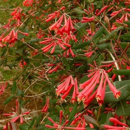 Votaniki Red Honeysuckle Vine (Lonicera sempervirens) 1-2ft Plant | Vibrant Perennial, Fast Growing Flowering Vine – Easy to Grow & Pollinator Friendly (2 Pack) - Image 3