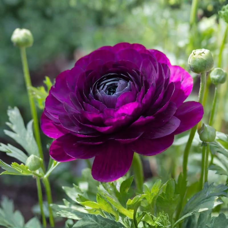 25 Purple Ranunculus Bulbs, Garden Flower Bulbs - Image 2
