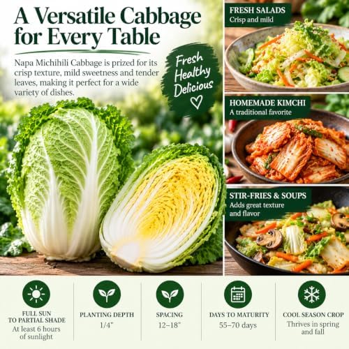 Napa Michihili Cabbage Seeds (Brassica oleracea VAR. capitata) – 1000+ Non-GMO & Heirloom Seeds, Chinese Heading Type, Crisp and Tender Leaves, by Isla’s Garden Seeds, Great Gardening Gift - Image 3