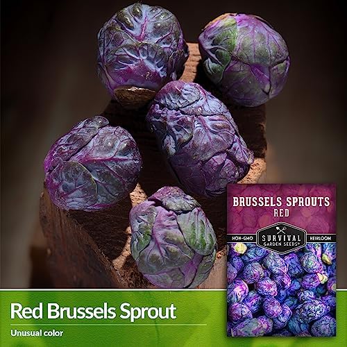 Red Brussels Sprout Seeds - Survival Garden Seeds (5 Packs) - Image 3
