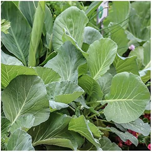 500 Brunswick Cabbage Seeds - Gold Vault Jumbo Seed Packet - Image 4
