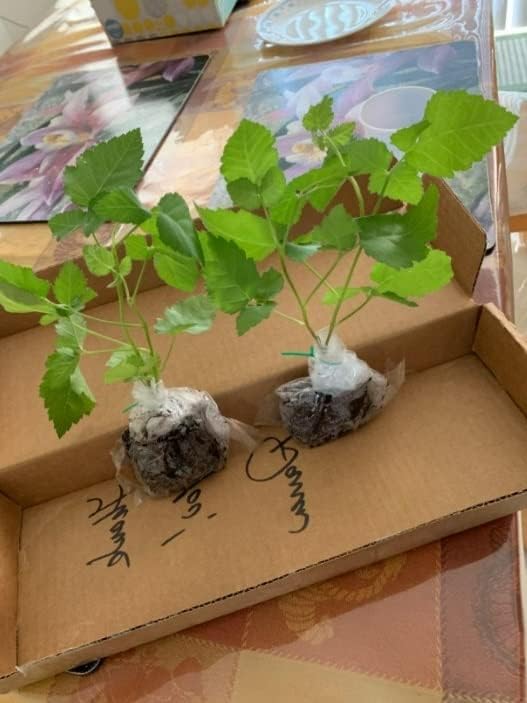 Big Daddy BlackBerry Live Plant (5-9" Tall) – Giant Thornless Berry Bush – Zones 5-9 – Vigorous Rubus Starter for Patio Containers or Gardens – Massive Fruit & Pain-Free Harvest - Image 4