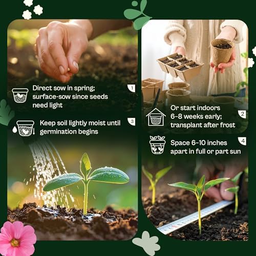 SVI 3000 Carpet of Snow Sweet Alyssum Seeds (Lobularia maritima) – White Sweet Alyssum Seed Packets Bulk – Ground Cover Seed Pack, Flower Seeds for Outside, Containers, Flower Beds - Image 5