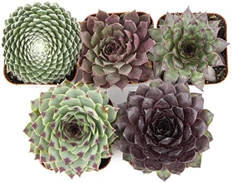 Sempervivum Succulents Plants Succulent Plant Decor (5PK), Live Plants Indoor Plants Live Houseplants, Gardening Gifts for Plant Lovers, Mini Succulent Plants for Delivery Prime by Plants for Pets - Image 3