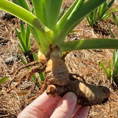 Pretty Bearded Iris, Reblooming German Iris, Color Mix, Fresh Root, Rhizome, Plant, Simple to Grow l (4bulbs)，N - Image 4