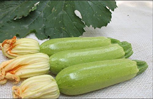 Seeds Vegetable Zucchini Squash 38 Days Aspirant Light Green - 30 Seeds - Image 6