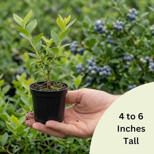Northern Highbush Blueberry Live Plant, Blueberry Bushes, 4-7 Inch Tall - Image 6