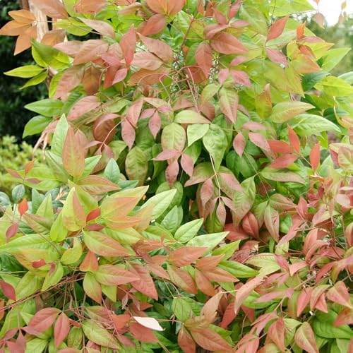 Southern Living 2 Gal. Blush Pink Nandina Shrub - Image 3