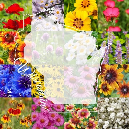 Wisconsin Bulk Perennial and Annual Wildflower Seed Mix 1/4lb Covers 500sq-ft - Attract Pollinators, Multi-Color Blooms - Midwest US Species Plant in Spring/Fall - Earth-Friendly Packaging (1/4 Pound) by PaperStreetPerennials
