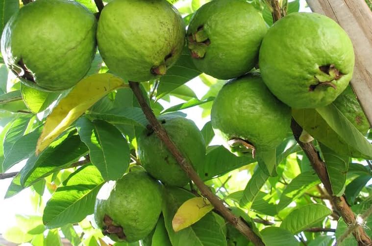 Pink Guava Live Plant 4 to 6 Inch Tall, Sweet Tropical Fruit Tree, Frangant White Flowers Plant for Outdoor Garden - Image 2