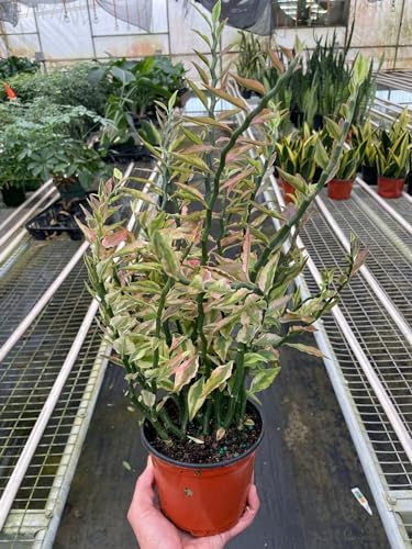 Variegated Devil's Backbone Euphorbia | Live Plant for Indoor & Outdoor | for Living Room, Office, Bathroom | (6" Pot) by KSPlants