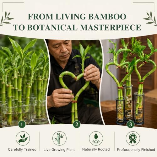 Lucky Bamboo Live Plant, Heart Shaped Zen Bamboo Hydroponic Plant - Image 5