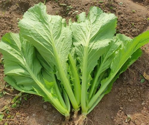 Broadleaf Mustard Green Seeds for Planting - Brassica Juncea - Image 5