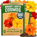 HOME GROWN Bright Lights Cosmos Mix Seeds, 800 Seeds, Cosmos sulphureus by HOMEGROWN
