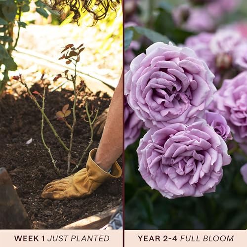 Heirloom Climbing Roses, Live Own Root Plant, Arborose® Quicksilver - Image 3