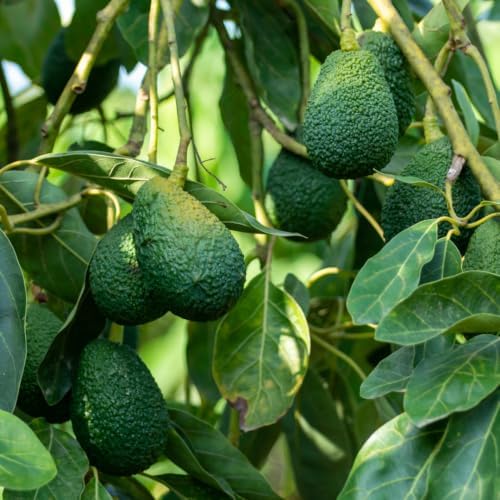 Avocado Fruit Tree Live Plant, 3 Feet Tall, Tropical Outdoor Fruit Tree - Image 6