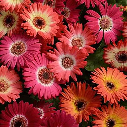 Outsidepride Bicolor Mix Gerbera Seeds - 20 Pcs Perennial, Compact & Low Maintenance, Flower Seeds for Planting w/Vibrant Mixed Blooms, Ideal for Garden Landscaping & Cut Flower Arrangements by Outsidepride