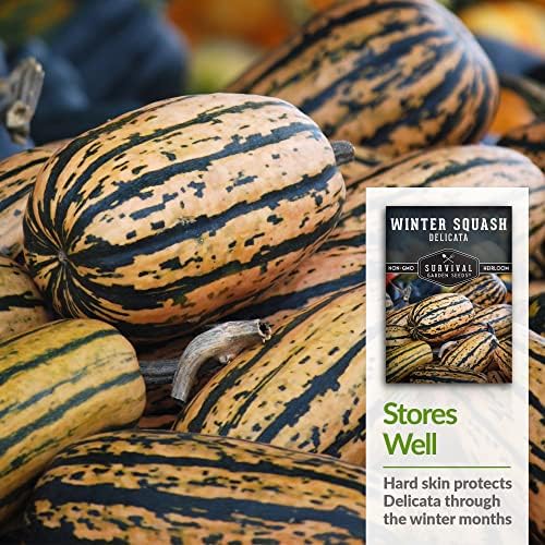Delicata Winter Squash Seeds for Planting - 1 Pack - Image 4
