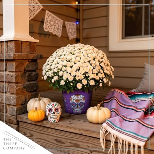 Chrysanthemum (Purple Skull Deco Pot), White Blooms, Live Fall Flowering Perennial, 15" Tall by 12" Wide in 3 Qt Pot - Image 7