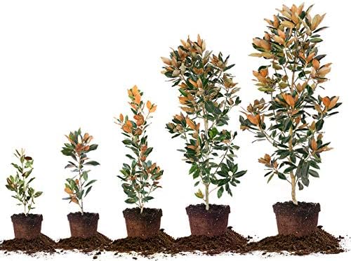 Perfect Plants Little Gem Magnolia Tree, 3-4 ft, Live Plant - Image 7