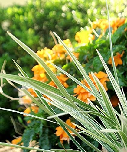 Aztec Grass - 12 Live Quart Size Plants - Variegated Liriope - Ophiopogon Intermedius Argenteomarginatus by FloridaFoliage