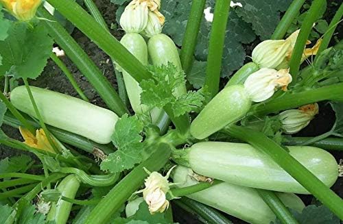 Seeds Zucchini Courgette Squash Bush Type 36 Days Heirloom Vegetable for Planting Non GMO - Image 4