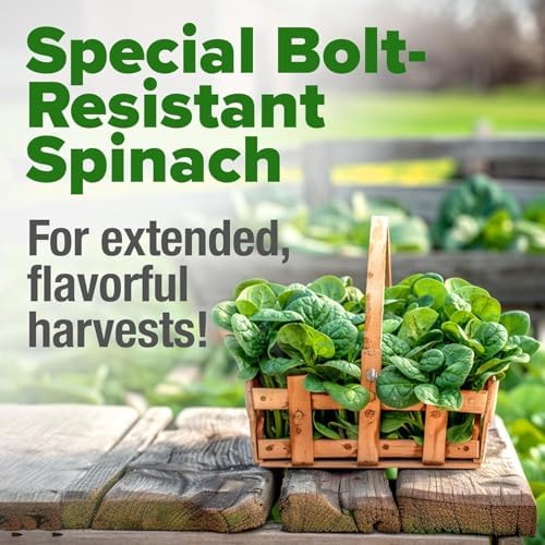 HOME GROWN Bloomsdale Spinach Seeds, 353+ Seeds, Spinacia oleracea - Image 4