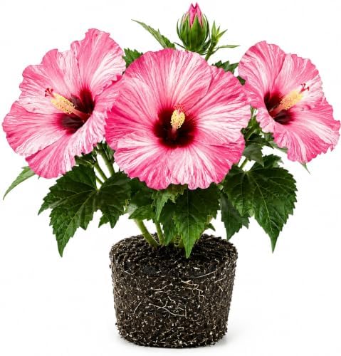 Bicolor Hibiscus Flower Live Plant, Large Bloom Shrub, 5-8'' Tall by AKTRD