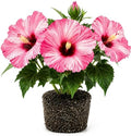 Bicolor Hibiscus Flower Live Plant, Large Bloom Shrub, 5-8'' Tall by AKTRD