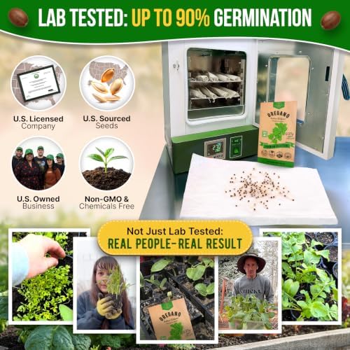 Oregano Seeds Pack 0.25 G - Over 3500 Non-GMO Heirloom Italian Vulgare Oregano Seeds for Planting - Image 2