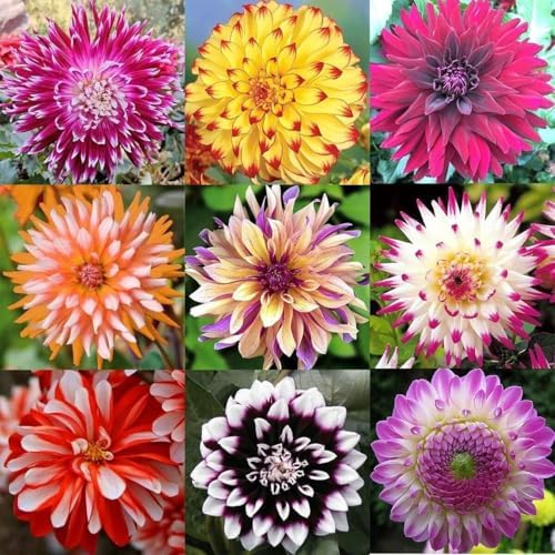 200+ PCS Mix Dahlia Seeds Flowers Compound Petals Multi-Color Beautiful Annual Outdoor Garden Potted Plants Non-GMO Dahlia for Planting Dahlia Pinnata Seeds - Image 3